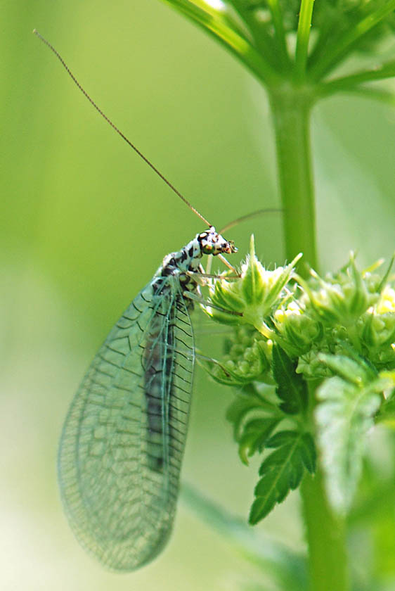 Chrysopa perla?